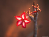 Colorful Close-up of a Flower, Kruger National Park, South Africa Photographie par Bill Bachmann