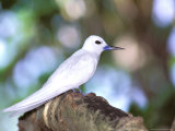 Fairy Tern, Aride Island, Seychelles, Africa Photographic Print by Pete Oxford