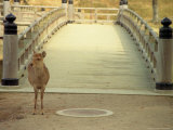 Nara City, Nara, Japan Photographie par Shin Terada