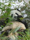 Panda Eating Bamboo on Snow, Wolong, Sichuan, China Photographie par Keren Su