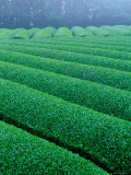 Tea Fields, Ureshino, Saga, Japan Lámina fotográfica por Rob Tilley Tea Fields, Ureshino, Saga, Japan Lámina fotográfica por Rob Tilley