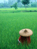 Scenic of Rice Fields and Farmer on Yangtze River, China Photographie par Bill Bachmann