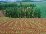 Sugar Beet Field, Biei, Hokkaido, Japan Lámina fotográfica por Rob Tilley Sugar Beet Field, Biei, Hokkaido, Japan Lámina fotográfica por Rob Tilley