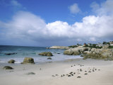 Penguins, The Boulders, Cape Town, South Africa Photographie par Bill Bachmann