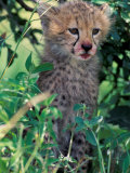 Cheetah Cub, Masai Mara Game Reserve, Kenya Photographic Print by Gavriel Jecan
