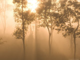 Mist in Tropical Rainforest, Thailand Photographic Print by Gavriel Jecan