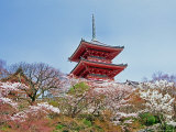 Cherry Blossom, Kyoto, Japan Photographie par Shin Terada