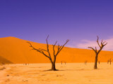 Skeleton Trees in Dead Vlei, Namibia World Heritage Site, Namibia Photographic Print by Michele Westmorland