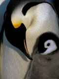 Emperor Penguins, Atka Bay, Weddell Sea, Antarctic Peninsula, Antarctica Photographic Print by Pete Oxford