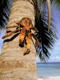 Coconut or Robber Crab, Picard Island, Aldabra Atoll, Seychelles, Africa Lámina fotográfica por Pete Oxford Coconut or Robber Crab, Picard Island, Aldabra Atoll, Seychelles, Africa Lámina fotográfica por Pete Oxford