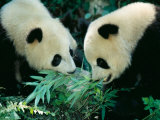 Pandas Eating Bamboo, Wolong, Sichuan, China Lámina fotográfica por Keren Su Pandas Eating Bamboo, Wolong, Sichuan, China Lámina fotográfica por Keren Su