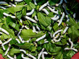 Silkworms on Mulberry Leaves at a Street Market, Shandong Province, Jinan, China Fotografisk trykk av Bruce Behnke Silkworms on Mulberry Leaves at a Street Market, Shandong Province, Jinan, China Fotografisk trykk av Bruce Behnke