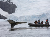 Visitors Get Close-up View of Humpback Whales in Cierva Cove, Gerlache Strait, Antarctic Peninsula Photographic Print by Hugh Rose