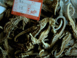 Seahorses, Medicines For Sale, Yichang, China Lámina fotográfica por Connie Bransilver