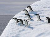Adelie Penguins Balance on Iceberg, Antarctic Peninsula Lámina fotográfica por Hugh Rose