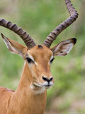 Male Impala, Tanzania Lámina fotográfica por Charles Sleicher Male Impala, Tanzania Lámina fotográfica por Charles Sleicher