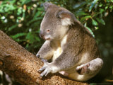 Koala, Australia Fotografie-Druck von Michele Westmorland