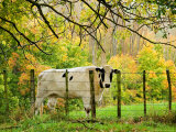 Cow and Farmland, Taoroa Junction, Rangitikei, North Island, New Zealand Photographic Print by David Wall