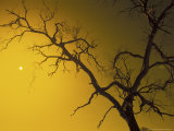 Tree, Outback, Australia Photographie par Bill Bachmann
