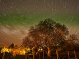 Star Trails Over Walnut Tree, Domain Road Vineyard, Central Otago, South Island, New Zealand Fotografie-Druck von David Wall