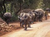Oxen on Road, Cambodia Lámina fotográfica por Dave Bartruff