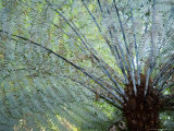 Silver Fern Fronds, North Island, New Zealand Photographic Print by David Wall