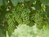Pinot Noir Grapes, Domain Road Vineyard, Bannockburn, Central Otago, South Island, New Zealand Photographic Print by David Wall