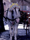 Horse Carriage, Sorrento, Italy Photographie par Dave Bartruff