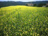 Yellow Flower Covered Fields of San Gimignano, Tuscany, Italy Photographie par Bill Bachmann