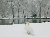 Chateau de Vizille Park, Swan Lake, Vizille, Isere, French Alps, France Photographie par Walter Bibikow