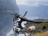 Sow with Cub, Rainforest of British Columbia Photographie par Steve Kazlowski