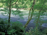 Trees and Ferns on Banks of Campbell River, Vancouver Island, British Columbia Fotografisk trykk av Brent Bergherm Trees and Ferns on Banks of Campbell River, Vancouver Island, British Columbia Fotografisk trykk av Brent Bergherm