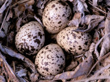 Nightjar Nest and Eggs, Thaku River, British Columbia, Canada Photographic Print by Gavriel Jecan