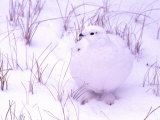 Rock Ptarmigan, Churchill, Manitoba, Canada Photographic Print by Gavriel Jecan