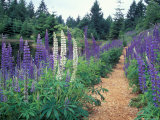 Lupines by a Pond, Kitty Coleman Woodland Gardens, Comox Valley, Vancouver Island, British Columbia Fotografisk trykk av Brent Bergherm Lupines by a Pond, Kitty Coleman Woodland Gardens, Comox Valley, Vancouver Island, British Columbia Fotografisk trykk av Brent Bergherm