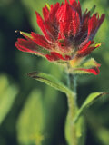 Castilleja india Lámina fotográfica por Chuck Haney Castilleja india Lámina fotográfica por Chuck Haney