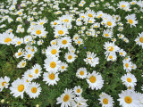 Oxeye Daisies Photographic Print by Chuck Haney