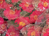 Fallen Camiella Blooms and Skeleton of Magnolia Leaves, Seattle, WA, USA Photographic Print by Darrell Gulin