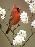 Male Northern Cardinal Photographie par Adam Jones