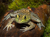 Bullfrog on Log Lámina fotográfica por Maresa Pryor