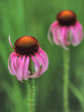 Pale Purple Coneflower Photographie par Chuck Haney