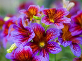 Painted Tongue Blooms, Sammamish, Washington, USA Photographic Print by Darrell Gulin