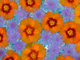 Floating Flowers in Glass Bowl, Blue Ageratum and Orange Blooms, Sammamish, Washington, USA Fotografie-Druck von Darrell Gulin