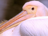 Pink-Backed Pelican, Delta Dunarii, Romania Photographic Print by Gavriel Jecan