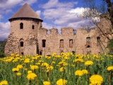 Dandelions Surround Cesis Castle, Latvia Photographic Print by Janis Miglavs