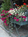 Flowers Outside Cafe, Zermatt, Switzerland Photographic Print by Lisa S. Engelbrecht