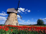 Red Tulips Surround a Traditional Windmill in Gauja National Park, Latvia Photographic Print by Janis Miglavs