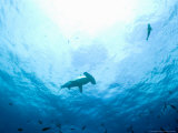 Scalloped Hammerhead Shark, Galapagos Islands National Park, Ecuador Photographie par Stuart Westmoreland