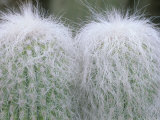 Old Man Cactus, Desert Botanical Museum, Phoenix, Arizona, USA Lámina fotográfica por Rob Tilley Old Man Cactus, Desert Botanical Museum, Phoenix, Arizona, USA Lámina fotográfica por Rob Tilley