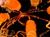 Arrow Crab (Stenorhynchus seticornis) inside Spines of Pencil Urchin, Ecuador Lámina fotográfica por Stuart Westmoreland